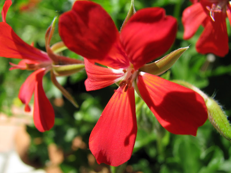 Photos en macro - Fleurs