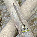 Rambur's Forktail Damselfly
