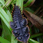 Trilobite beetle