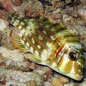 Pink-eared Emperor