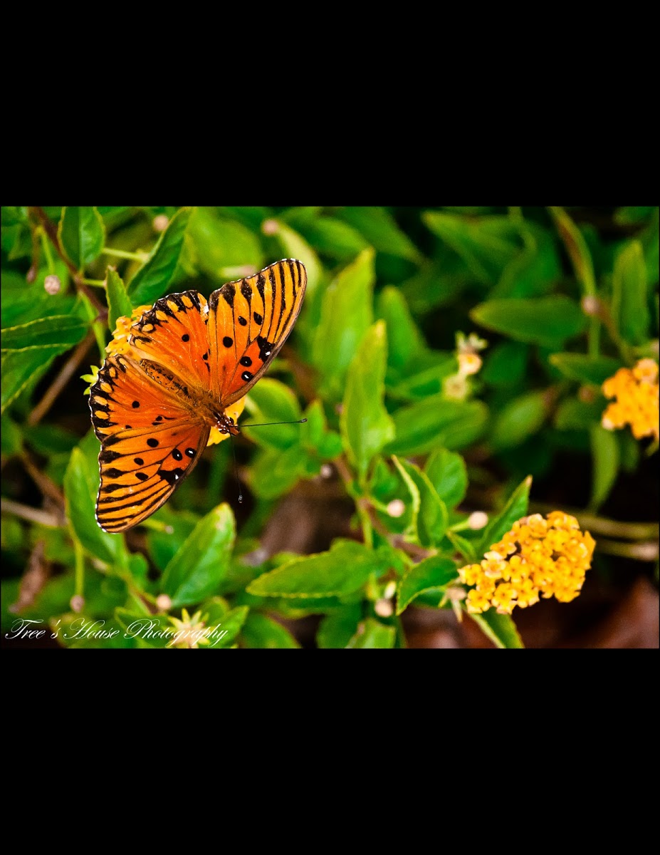 Gulf Fritillary