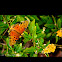 Gulf Fritillary
