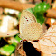 Pale Grass Blue