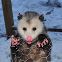 Opossum