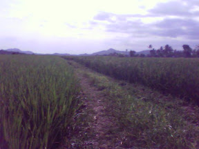 ini sawah disono