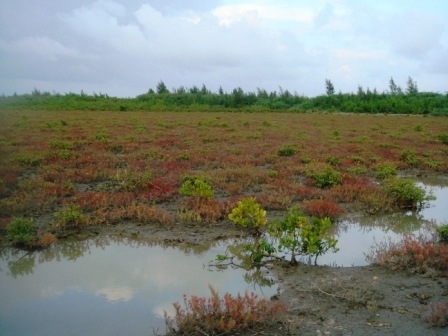 [038 mangrove field[2].jpg]
