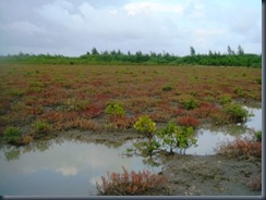 038 mangrove field