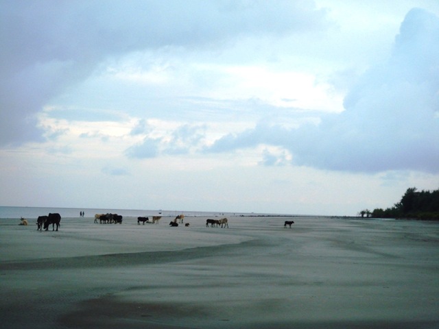 [047 grazing cows on a beach[2].jpg]