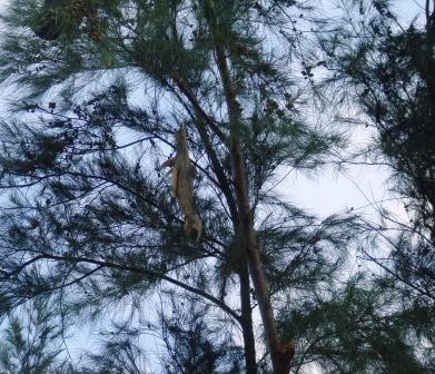 [040 Fish on tree[2].jpg]