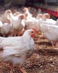 Mort de volailles dans la province de Settat : absence du virus de l'influenza aviaire (minist&egrave;re)