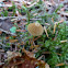 Galerina