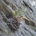 Fragrant Cliff Fern