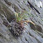 Fragrant Cliff Fern