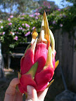 Dragonfruit!