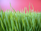 Wheatgrass, juiced fresh at the local co-op