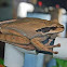 Masked frog