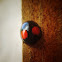 Two Spotted Lady Bug