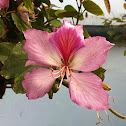 Árbol de las orquídeas