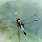 Blue Dasher