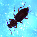Riffle Beetle