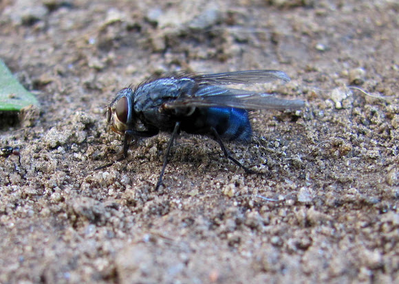 Spotting Image 1