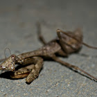 Praying Mantis