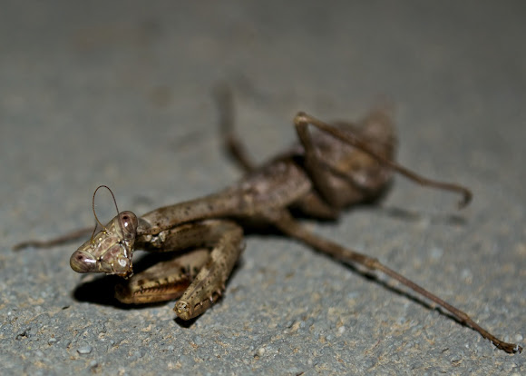 Spotting Image 1