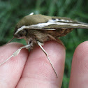 Galium Sphinx