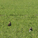 Northern Lapwing