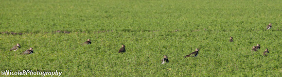 Spotting Image 1