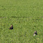 Northern Lapwing