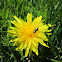 Flower Buprestid