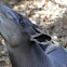 Yellow-backed Duiker