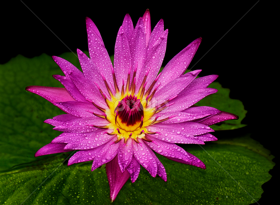 Pink by Charliemagne Unggay - Nature Up Close Flowers ( lily, nature, green leaves, pink, flower )