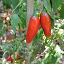 Jalapeno pepper