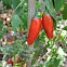Jalapeno pepper