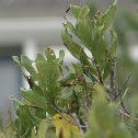 Yellow Warbler (female)