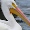 White pelican