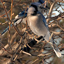 Blue Jay