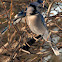 Blue Jay