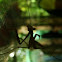 mantis religiosa