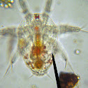 Cyclops copepod