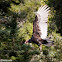 Turkey Vulture