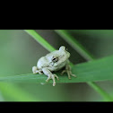 Cope's Gray Tree Frog
