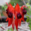 Sturt's Desert Pea
