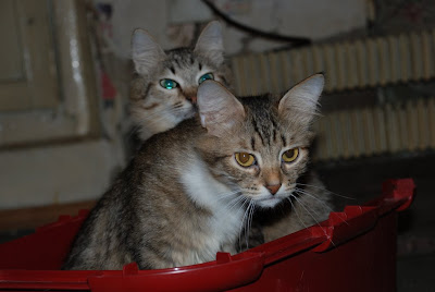 DSC_0053.JPG