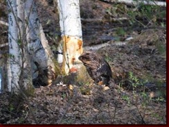 wildlife