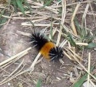 [caterpiller1[3].jpg]