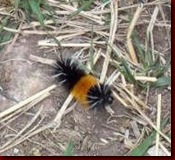 caterpiller1