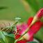 Praying Mantis